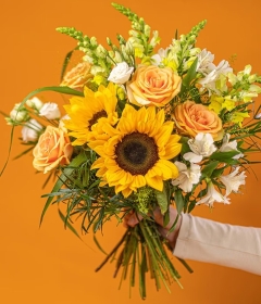 Sunflower Fields