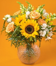 Sunflower Fields