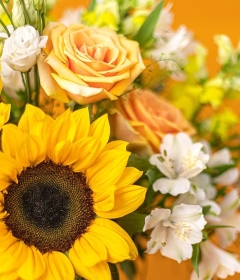 Sunflower Fields